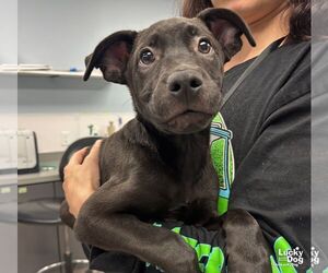 Labrador Retriever-Unknown Mix Dogs for adoption in Washington, DC, USA
