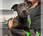 Small #1 Labrador Retriever Mix