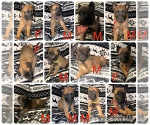 Belgian Malinois Puppy for sale in GRAPEVINE, TX, USA