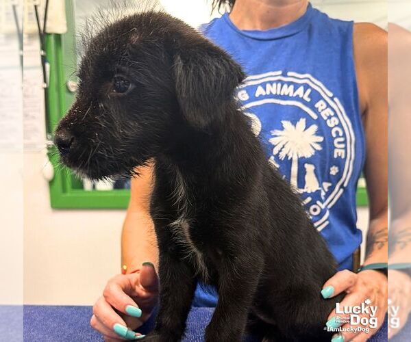 Medium Photo #3 Mutt Puppy For Sale in Washington, DC, USA