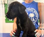 Small #2 Mutt