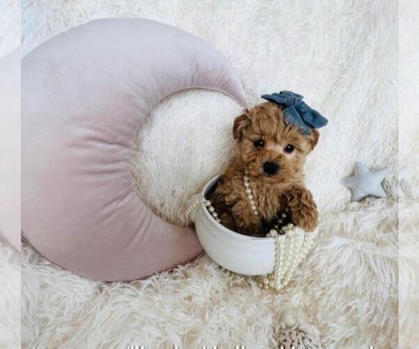 Medium Photo #13 Maltese Puppy For Sale in BEVERLY HILLS, CA, USA