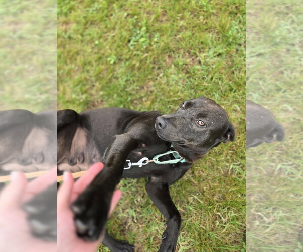 Medium Photo #11 Labrador Retriever-Unknown Mix Puppy For Sale in Rustburg, VA, USA