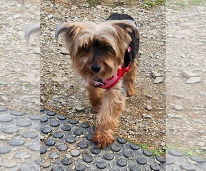 Mutt Dogs for adoption in Walnutport, PA, USA