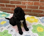 Small Photo #13 Springerdoodle Puppy For Sale in GADSDEN, AL, USA