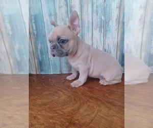 French Bulldog Puppy for sale in NILES, MI, USA