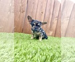 Small Photo #39 French Bulldog Puppy For Sale in DETROIT, MI, USA