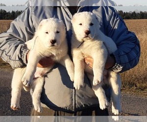 Central Asian Shepherd Dog Puppy for sale in Sumy, Sumy, Ukraine