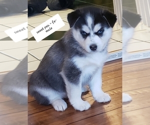 Siberian Husky Puppy for sale in CENTERBURG, OH, USA