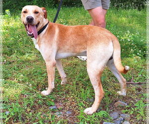 Labrador Retriever-Unknown Mix Dogs for adoption in Wetumpka, AL, USA