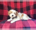 Small #1 Cavapoo