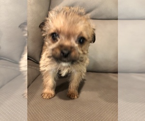 Chorkie Puppy for sale in SPRINGDALE, AR, USA