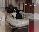 Small Photo #2 English Bulldog Puppy For Sale in LA PINE, OR, USA