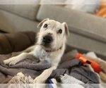 Small #11 Jack Russell Terrier Mix