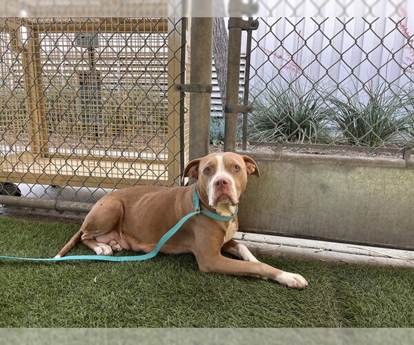 Medium Photo #2 Mutt Puppy For Sale in Corona, CA, USA