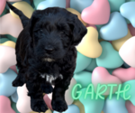 Puppy 4 Portuguese Water Dog
