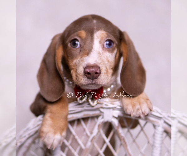 Medium Photo #88 Dachshund Puppy For Sale in WARSAW, IN, USA