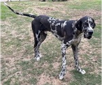 Small #7 Great Dane