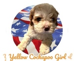 Puppy Yellow Girl Cock-A-Poo