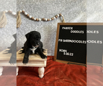Puppy 6 Poodle (Miniature)-Sheepadoodle Mix