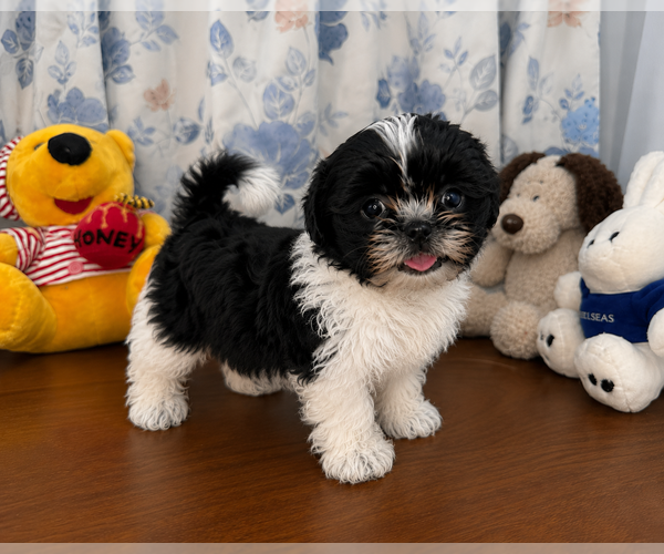 Medium Photo #12 Shih Tzu Puppy For Sale in DURHAM, CT, USA