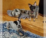 Small #3 Australian Cattle Dog