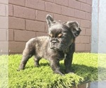 Small Photo #63 French Bulldog Puppy For Sale in DALLAS, TX, USA