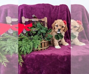 Cavapoo-Poodle (Miniature) Mix Puppy for Sale in DUNNVILLE, Kentucky USA