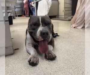 Mutt Dogs for adoption in Riverside, CA, USA