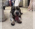 PORK - Male Mutt Dog for Adoption - Small photo