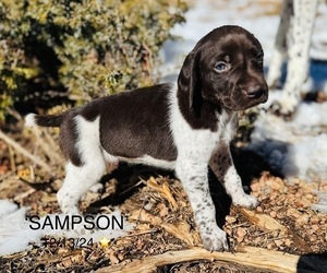 German Shorthaired Pointer Puppy for sale in WOODLAND PARK, CO, USA