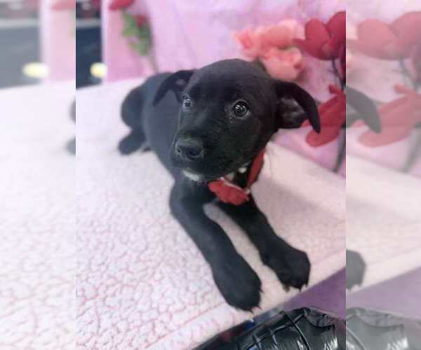 Medium Photo #3 Labrottie Puppy For Sale in Lakewood, CO, USA