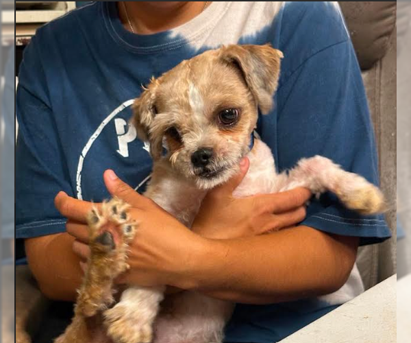 Medium Photo #3 Shih Tzu-Unknown Mix Puppy For Sale in Cranston, RI, USA