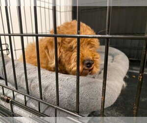 Poodle (Miniature) Dogs for adoption in Lewistown, PA, USA