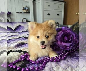 Pomeranian Puppy for sale in THORP, WI, USA