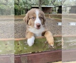Small Photo #10 Australian Shepherd Puppy For Sale in DOVER, FL, USA
