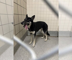 German Shepherd Dog-Unknown Mix Dogs for adoption in Pasadena, TX, USA