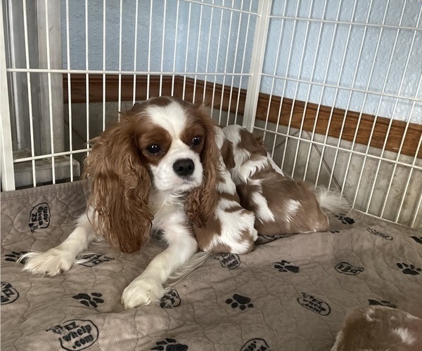 Medium Photo #1 Cavalier King Charles Spaniel Puppy For Sale in GRINNELL, IA, USA