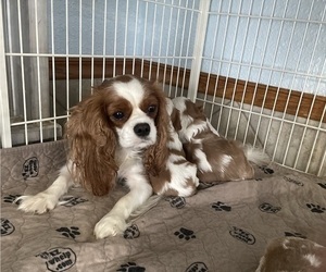 Mother of the Cavalier King Charles Spaniel puppies born on 10/19/2022