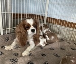 Small Photo #1 Cavalier King Charles Spaniel Puppy For Sale in GRINNELL, IA, USA