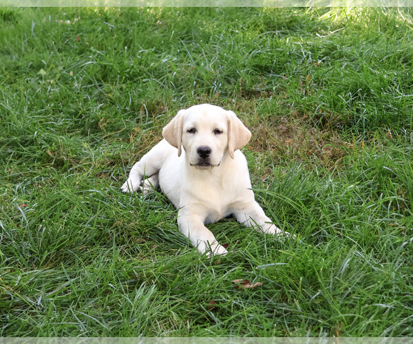 Medium Photo #4 Labrador Retriever Puppy For Sale in SYRACUSE, IN, USA