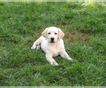 Bubbles - Female Labrador Retriever Puppy for Sale - Photo #4