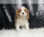 Small #2 Cavalier King Charles Spaniel
