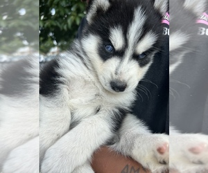 Siberian Husky Puppy for sale in ROBBINS, NC, USA