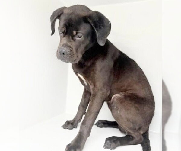 Medium Photo #1 Boxador Puppy For Sale in Houston, TX, USA