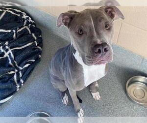 Mutt Dogs for adoption in Orange, CA, USA
