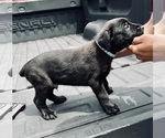Small Photo #6 Cane Corso Puppy For Sale in SAINT JOSEPH, MO, USA