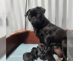 Small Photo #1 Pug Puppy For Sale in AFTON, WY, USA