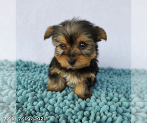 Yorkshire Terrier Puppy for sale in LOWELL, MA, USA