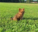 Small Photo #3 Yoranian Puppy For Sale in LEWISBURG, KY, USA